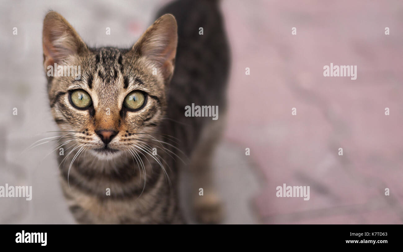 Brown Tabby Cat Looking at Camera Stock Photo - Alamy