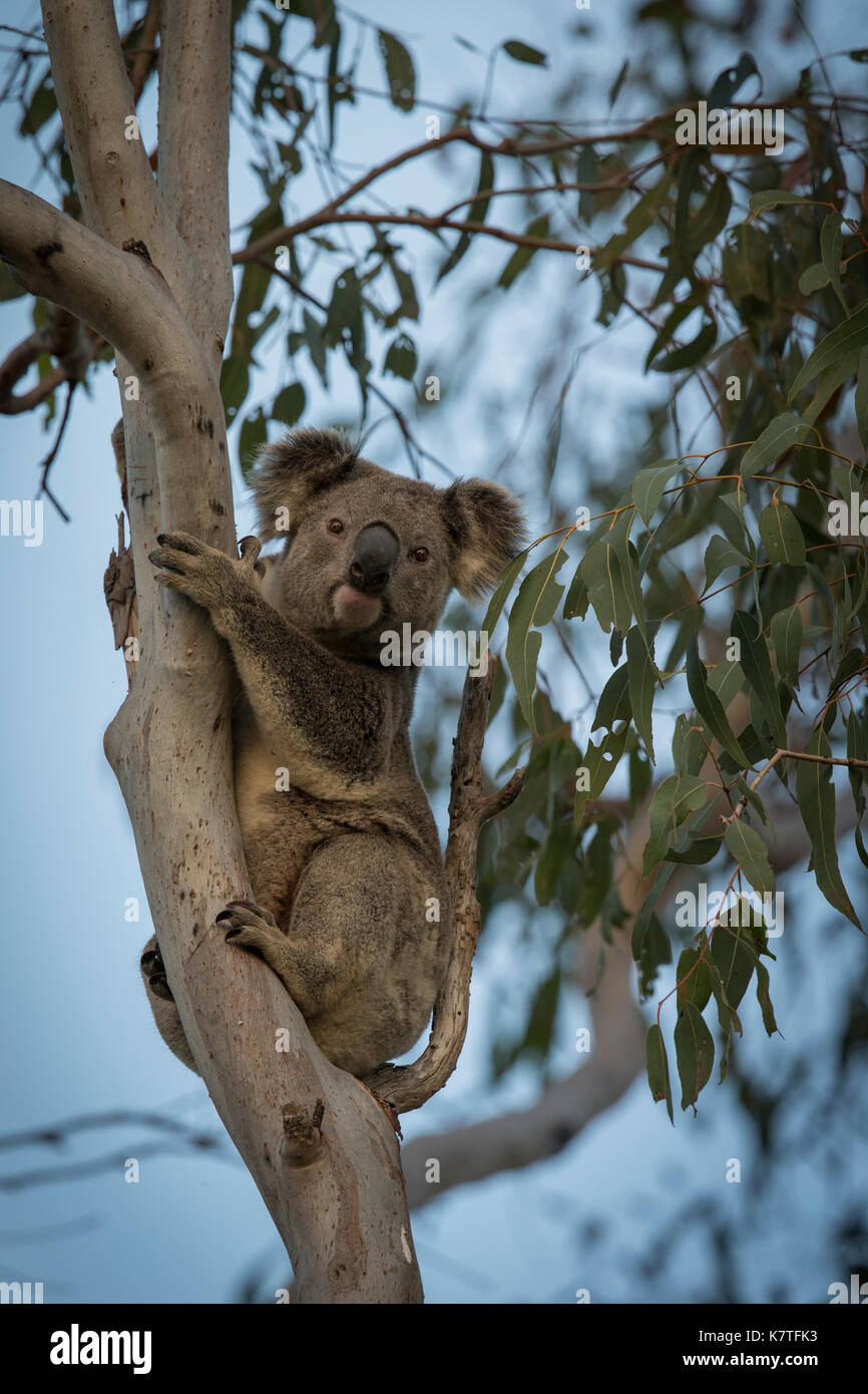 A koala bear photographed near Lake Wivenhoe in Queensland, Australia Stock  Photo - Alamy