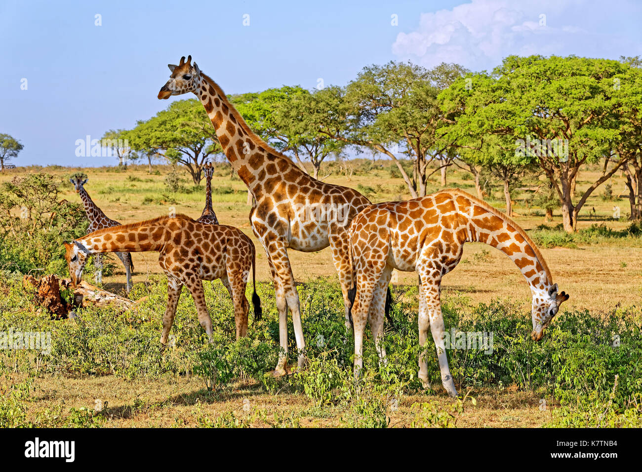 A small herd of giraffes feeding in natural habitat, Murchison Falls National Park, Uganda, Africa. Stock Photo