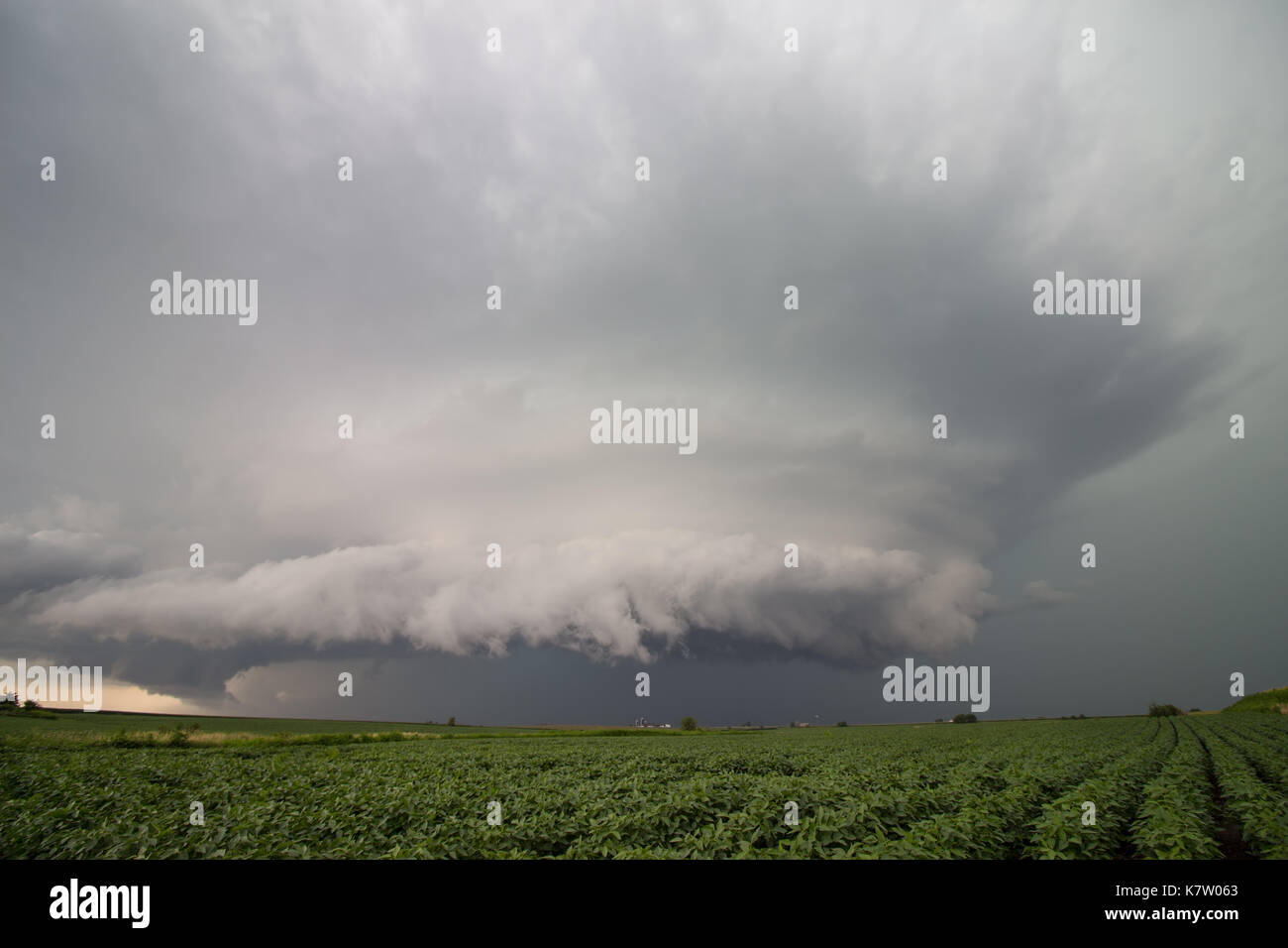 A supercell thunderstorm spins in the sky over a bean field in Iowa. Stock Photo