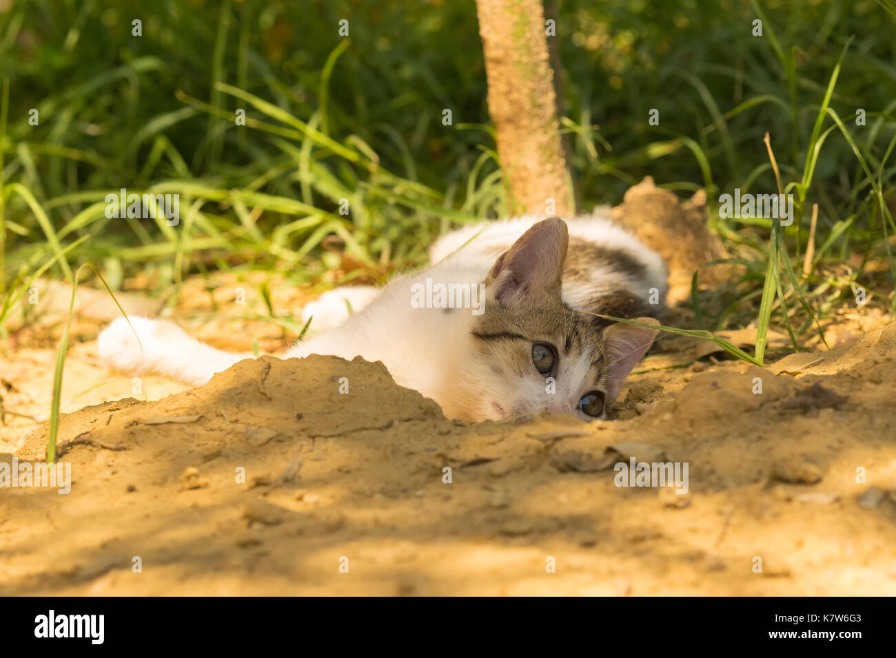 Cute baby cat playing and posing against a beautiful background. Stock Photo