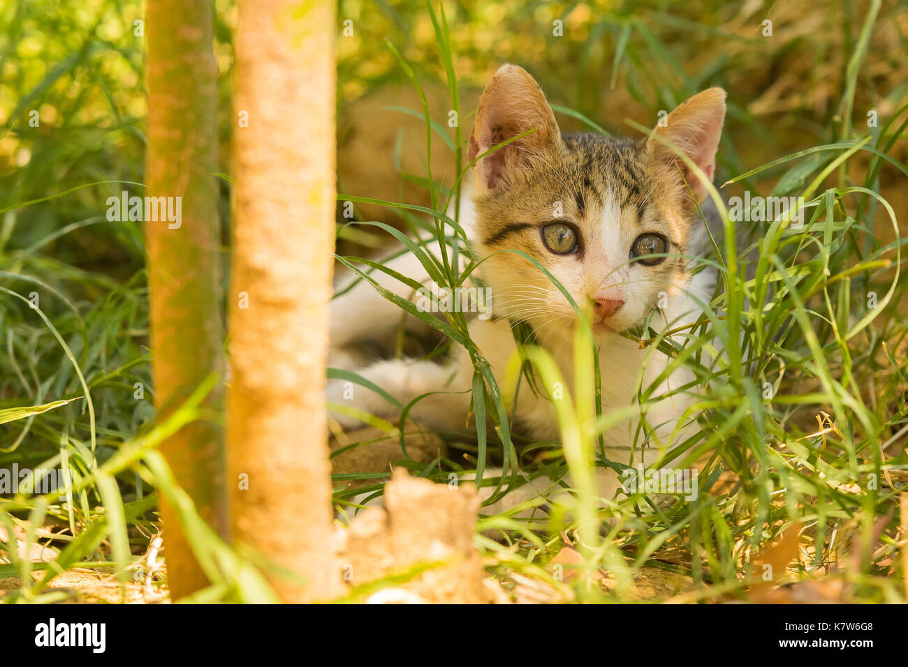 Cute baby cat portrait against a beautiful background. Stock Photo