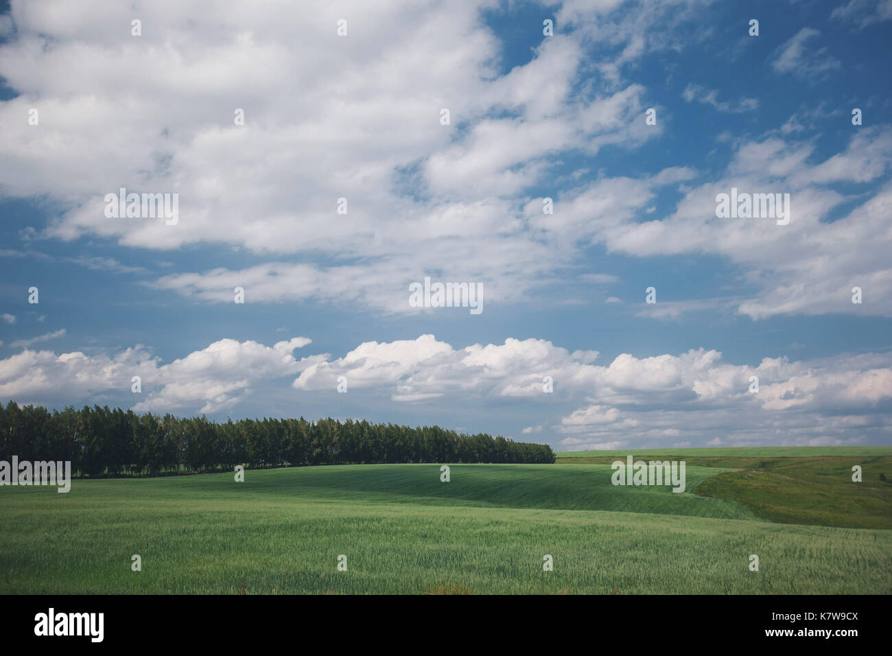 Green grass field on small hills and blue sky with clouds Stock Photo ...