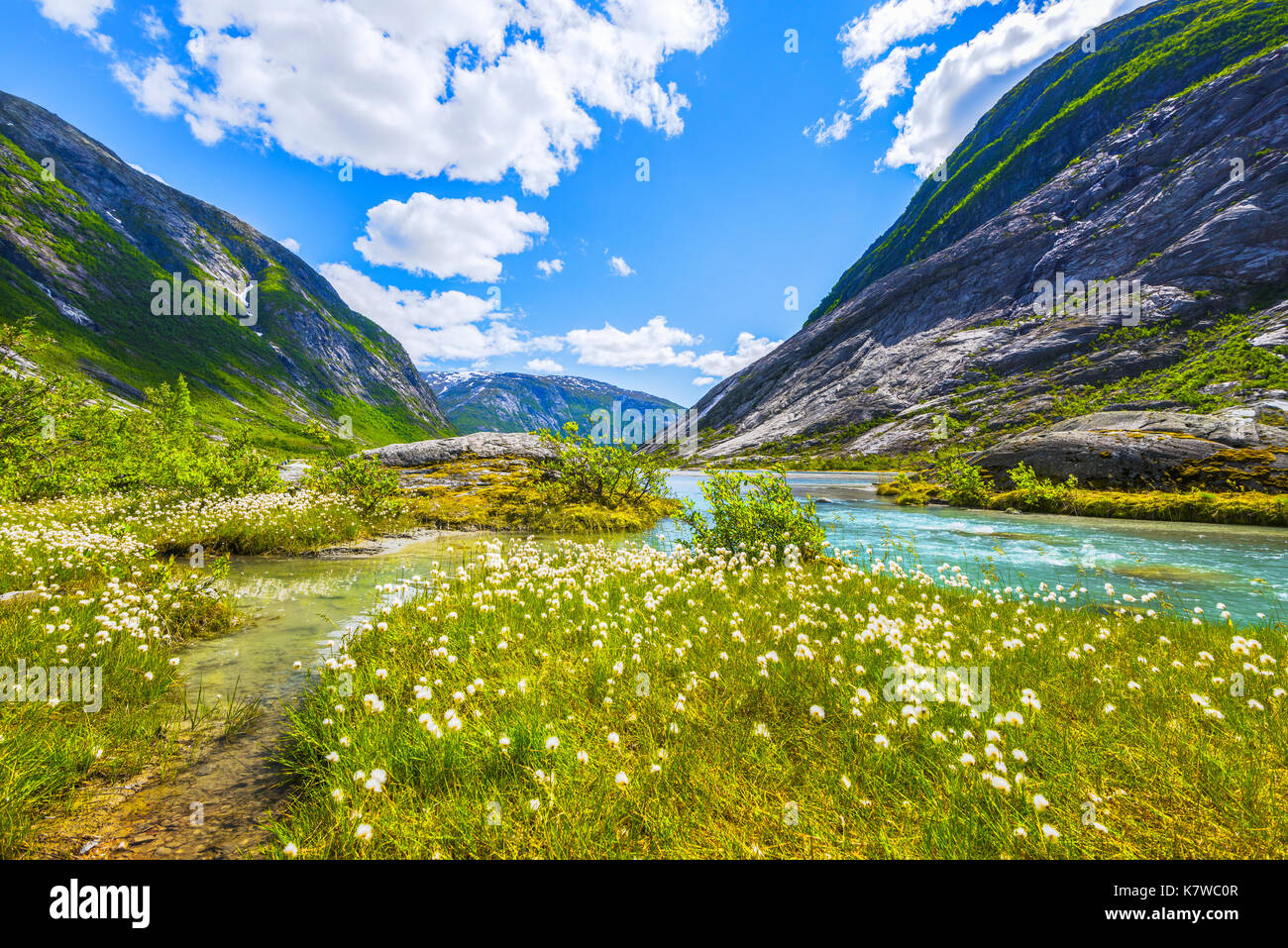 cotton grass at the Nigardsbreenvatnet, lake of the Nigardsbreen glacier, Norway, Scandinavia Stock Photo
