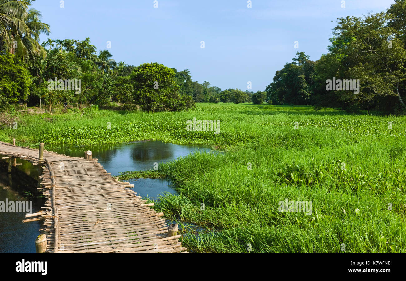 Bamboo causeway over lagoon covered in grasses and water hyacinth following heavy monsoon rains on a bright day on Majuli island, Assam, India. Stock Photo