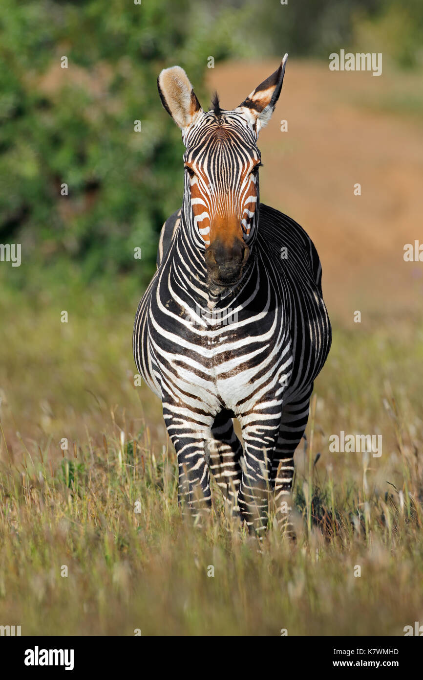 Cape mountain zebra (Equus zebra) in grassland, Mountain Zebra National Park, South Africa Stock Photo