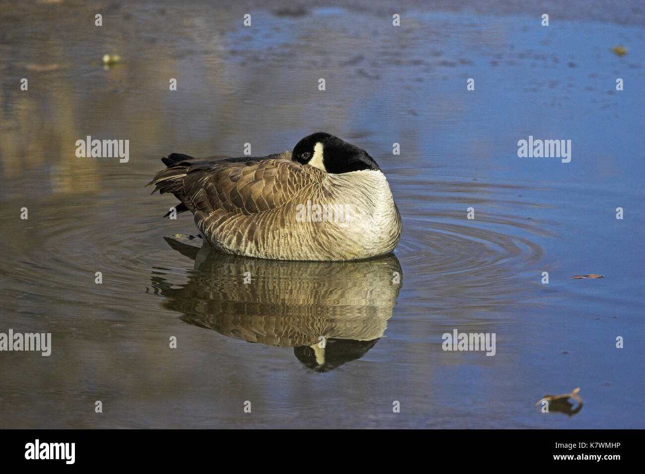 Goose asleep on ice hi-res stock photography and images - Alamy