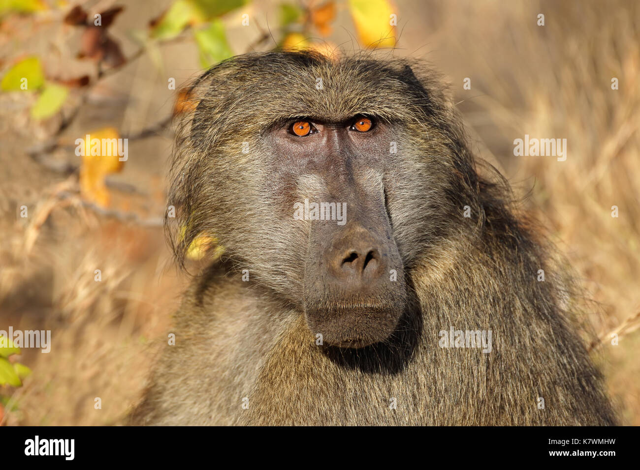 Portrait of a male chacma baboon (Papio ursinus), Kruger National Park, South Africa Stock Photo