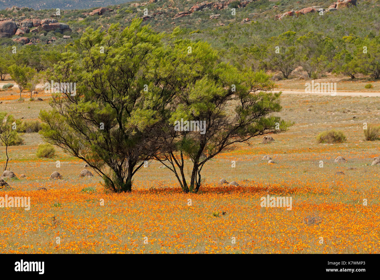Landscape with colorful wild flowers and tree, Namaqua National Park, South Africa Stock Photo
