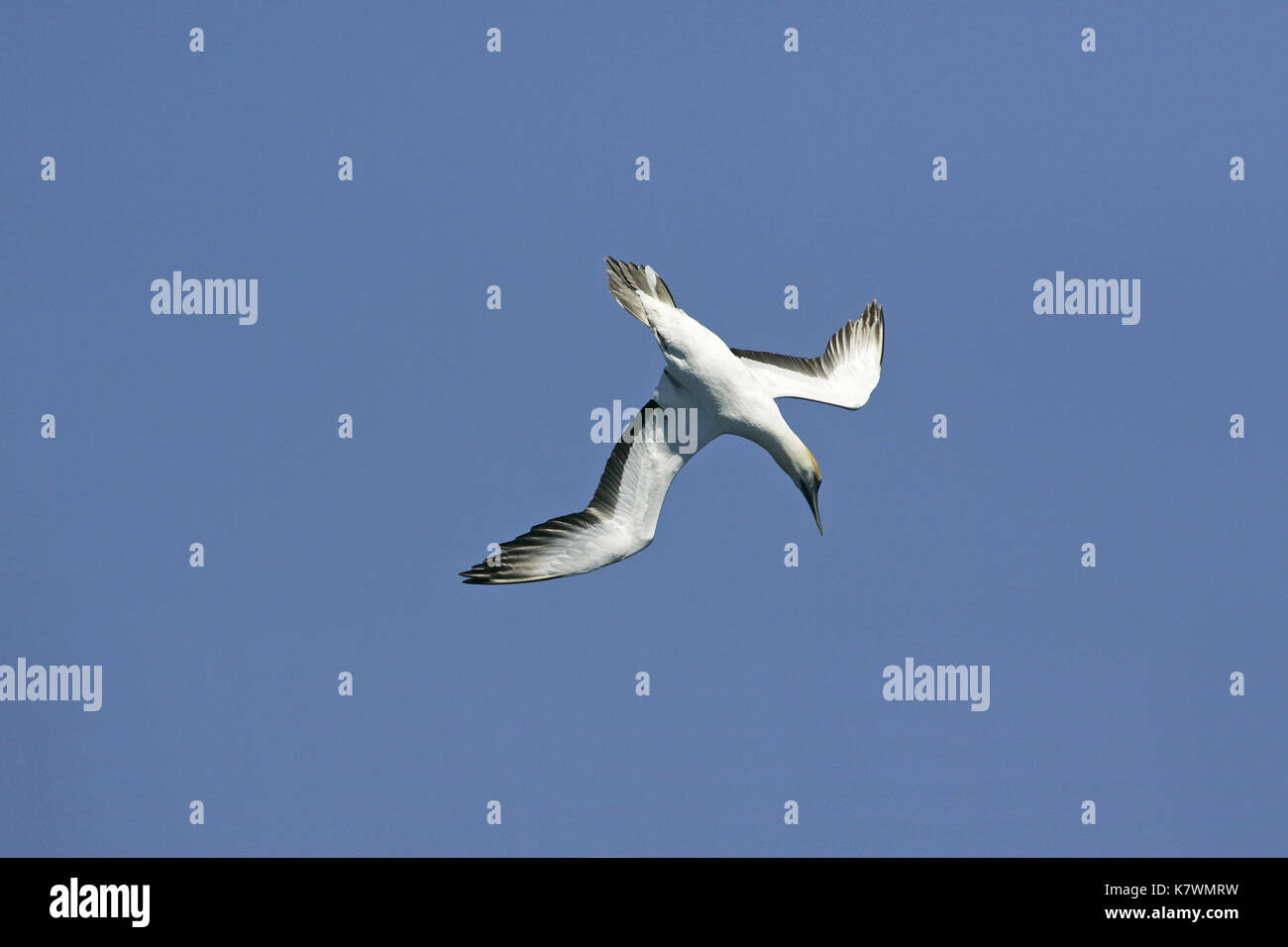 Australasian gannet Morus serrator in flight diving for fish Queen Charlotte Sound South Island New Zealand Stock Photo