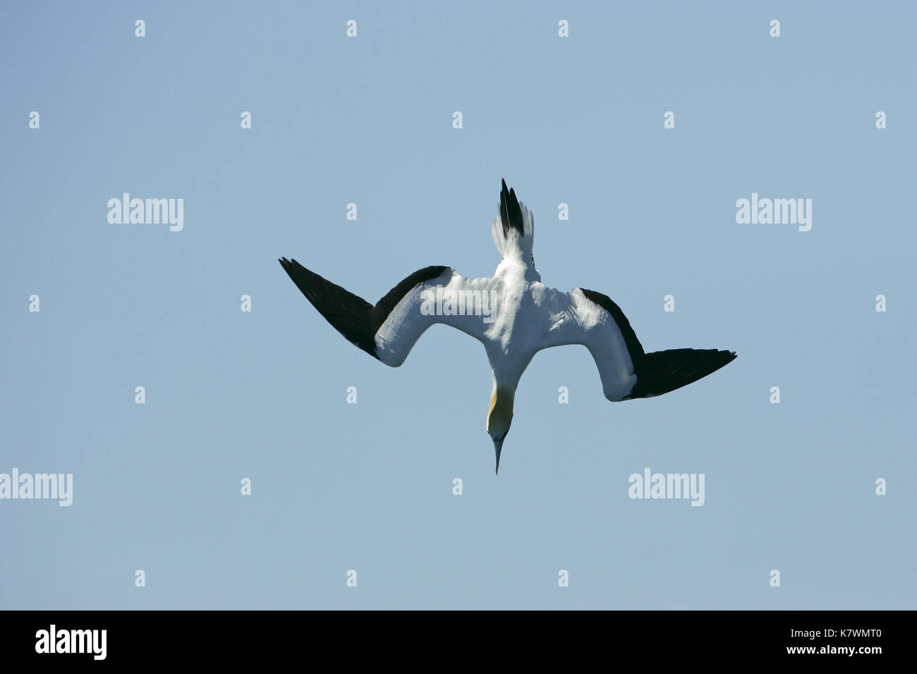Australasian gannet Morus serrator in flight diving for fish Queen Charlotte Sound South Island New Zealand Stock Photo