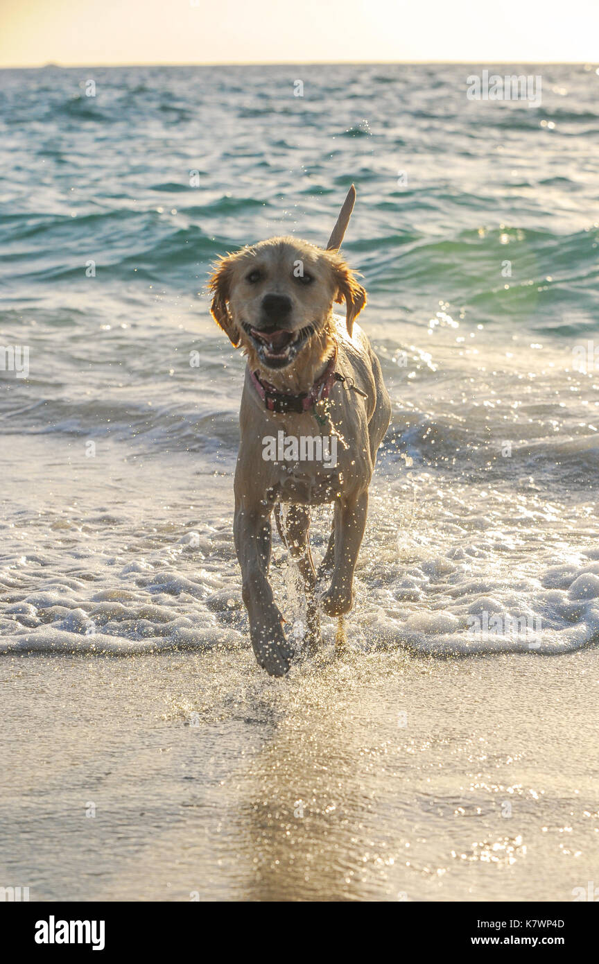 Golden Retriever dog in the sea, running along the beach Stock Photo ...
