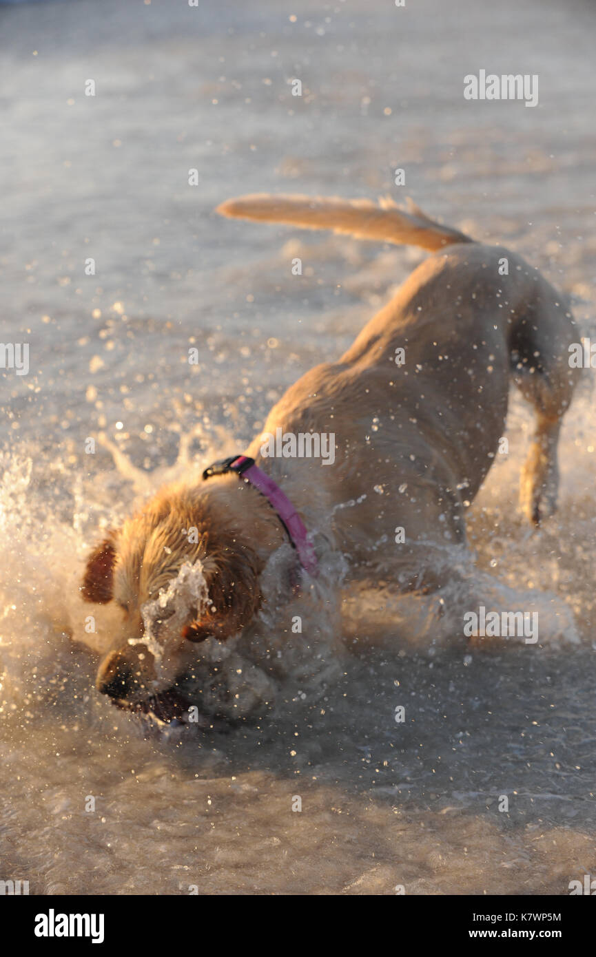 Golden Retriever dog fetching ball on the beach Stock Photo - Alamy