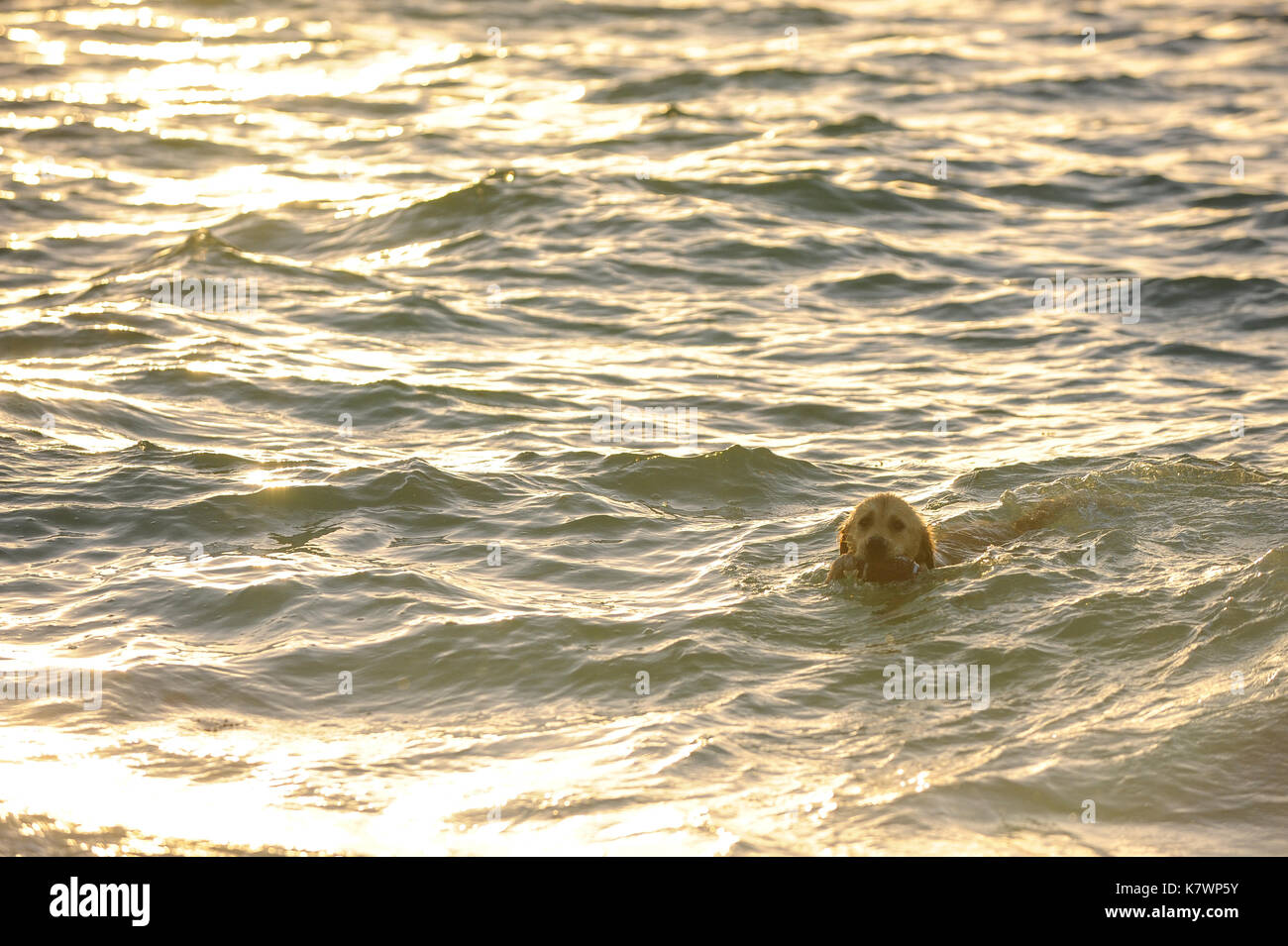 Golden Retriever swimming in the sea Stock Photo
