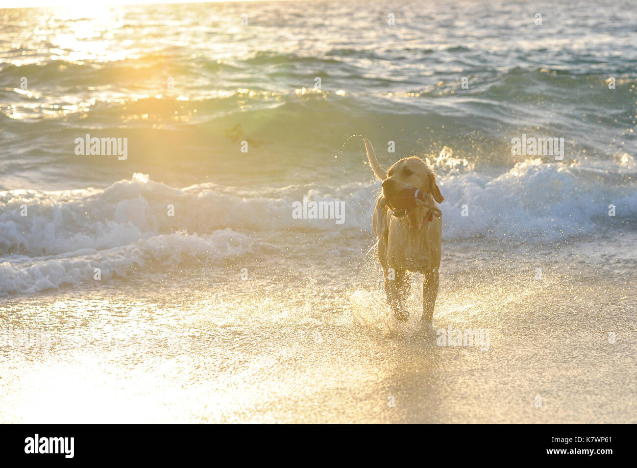 Golden Retriever dog in the sea, running along the beach Stock Photo ...