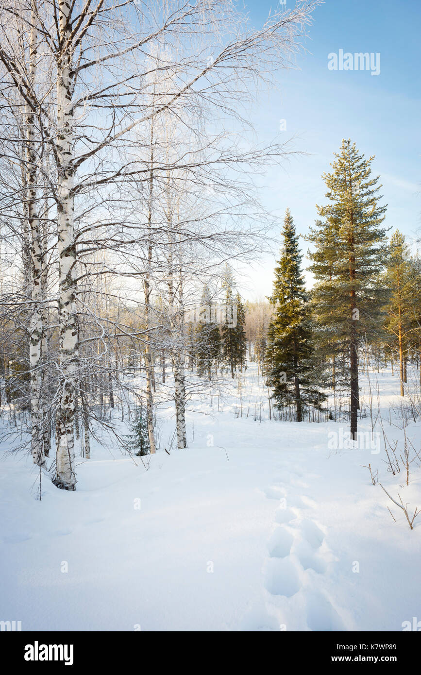 Pine and Birch Trees in the Snow, Finland Stock Photo