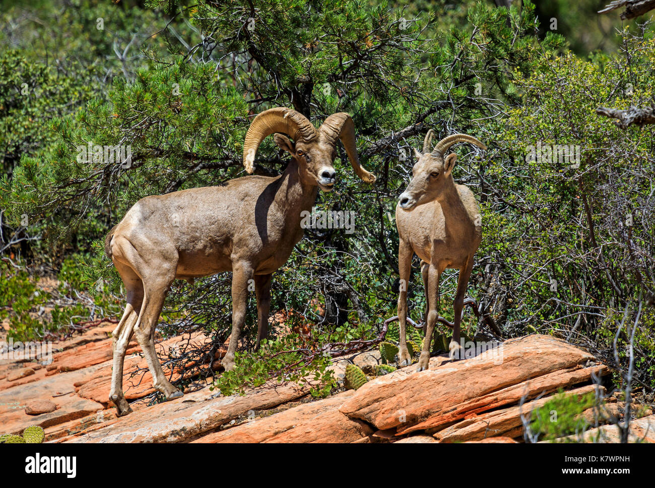 In this shot we see two Desert Big Horn Sheep, a ram and a ewe, standing on the red rock in Zion National Park, Utah, USA. Stock Photo