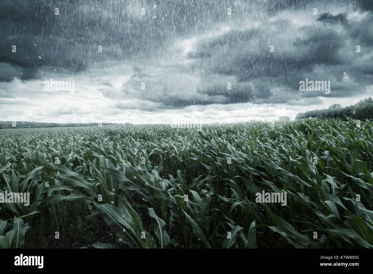 Bad weather maize hires stock photography and images Alamy