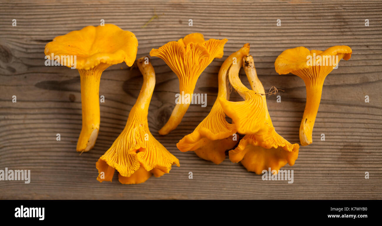 Foraging finland foraging for mushrooms hires stock photography and