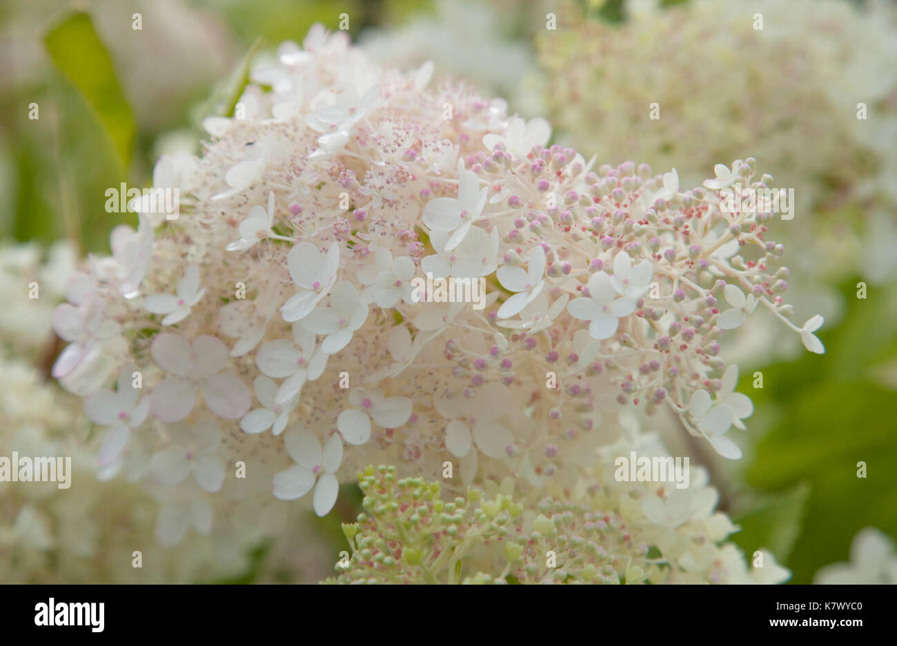 white and pink Hydrangea paniculata natural floral background Stock ...