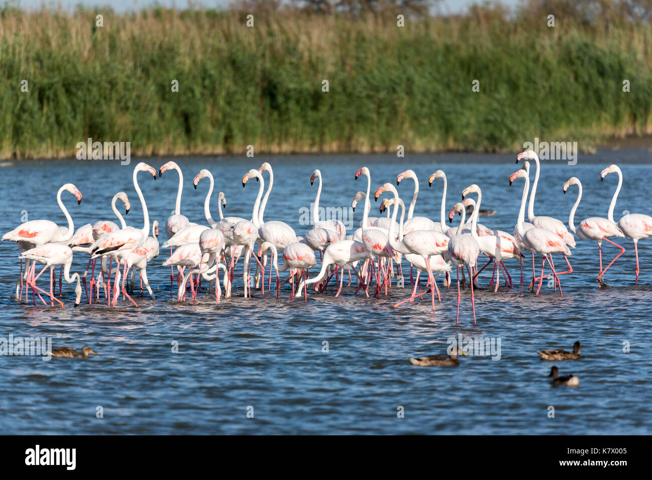 Pink flamingos in the wild. Green mangroves surround a natural pond inhabited by a flock of birds Stock Photo