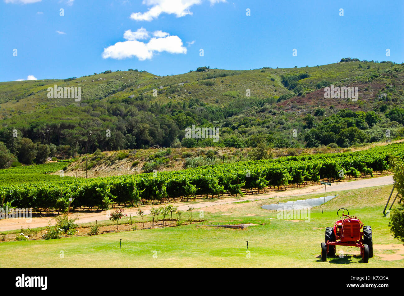 Vineyard - Stellenbosch - South Africa Stock Photo