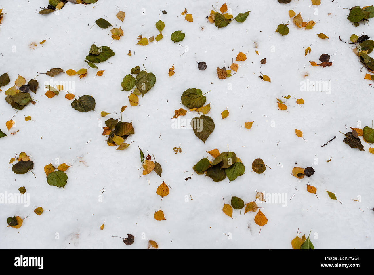 pattern from snow and the fallen down leaves Stock Photo - Alamy
