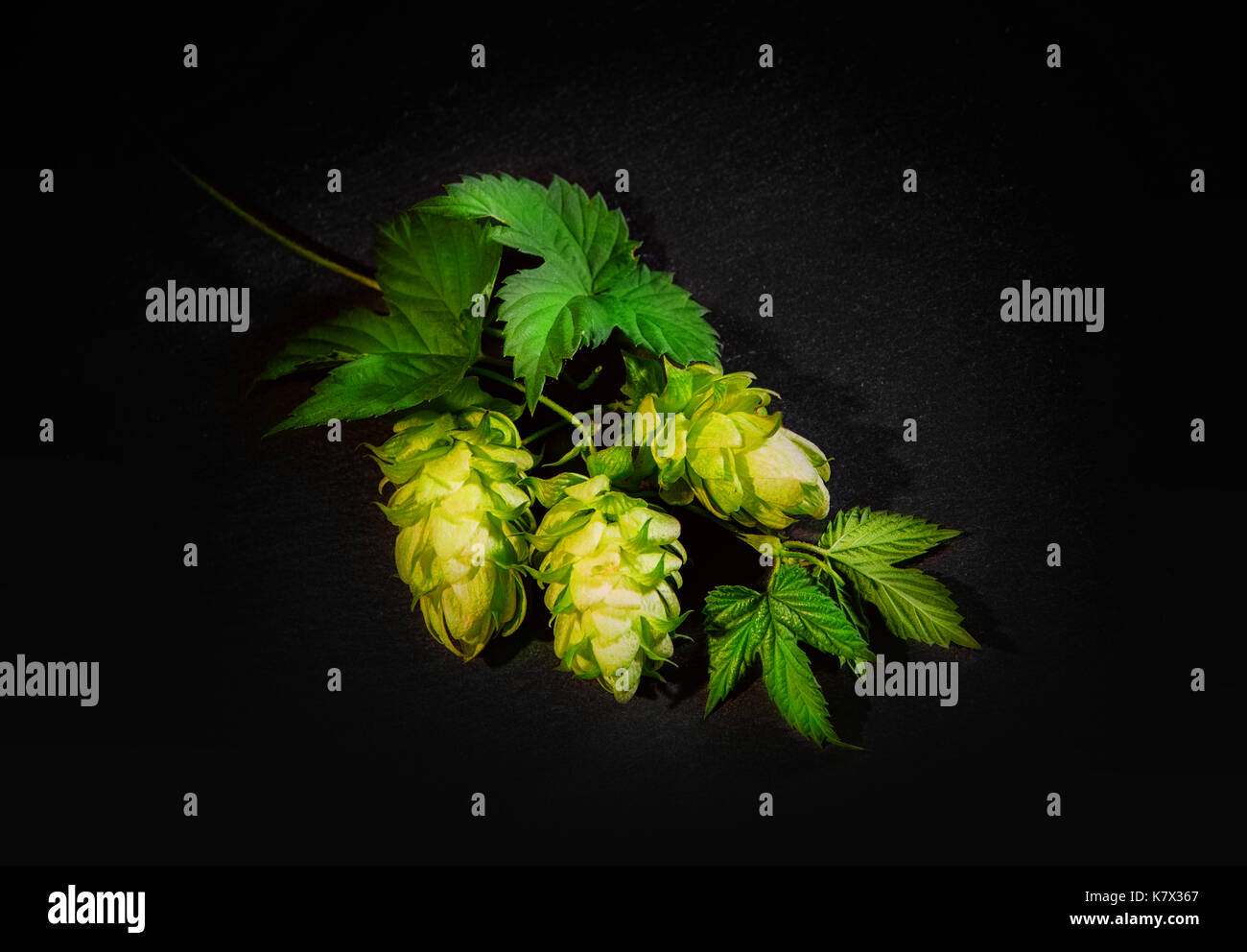 Young, fresh, green hops on a black background close-up. Stock Photo
