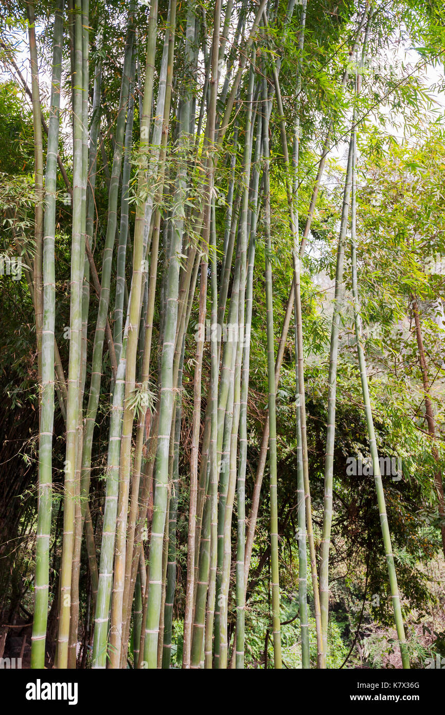 Bamboo in Doi Inthanon National Park. Chom Thong District, Chiang Mai Province, Thailand, Southeast Asia Stock Photo