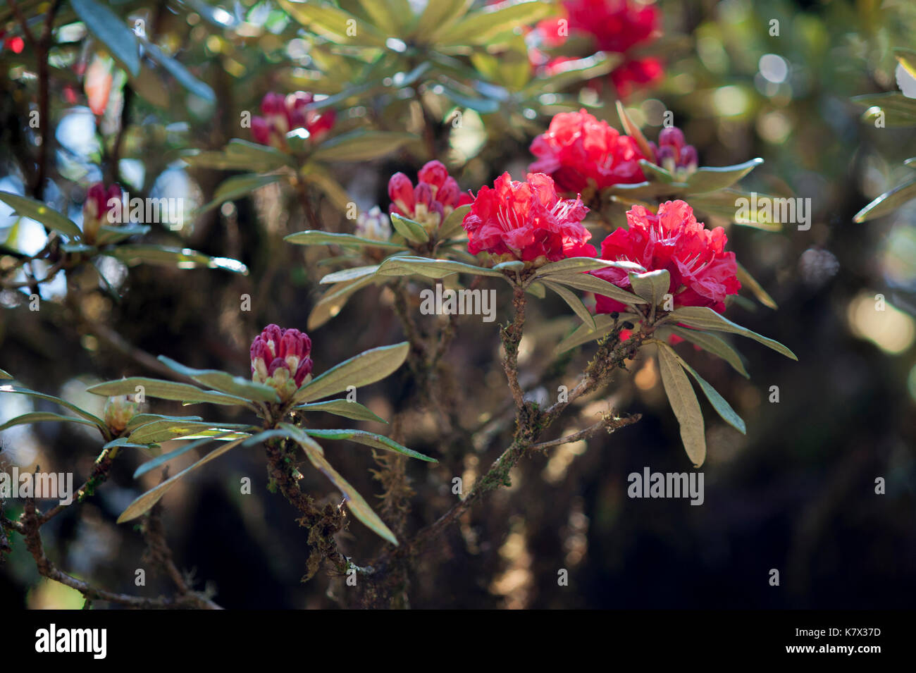 Red Azalea (Rhododendron arboreum subsp. delavayi) growing in a highland forest on Doi Inthanon, the highest mountain in Thailand. Stock Photo