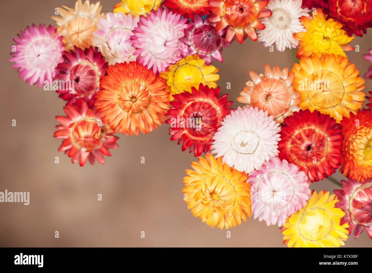 Colourful Strawflowers (Xerochrysum bracteatum) Stock Photo