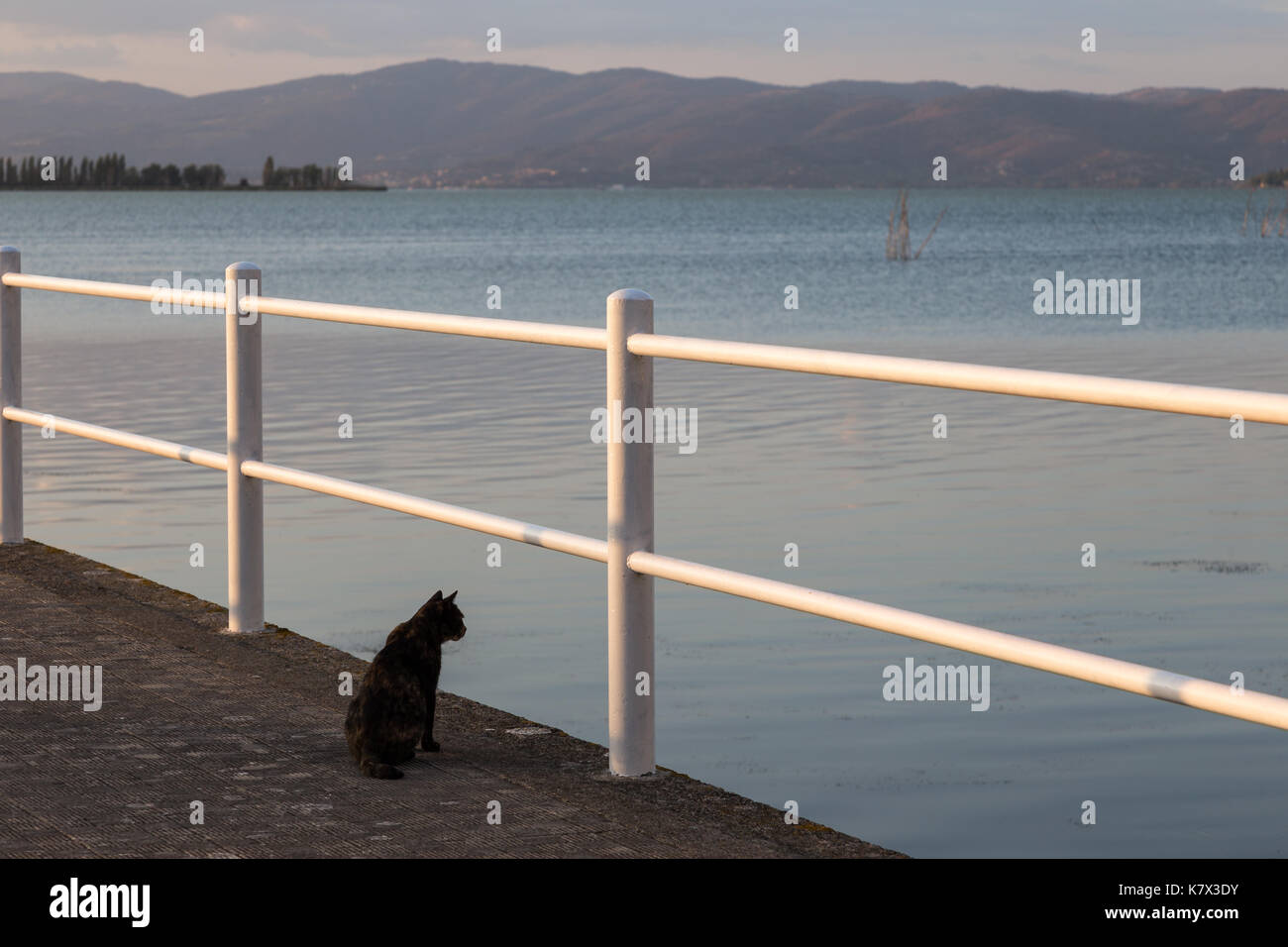A cat on pier looking at water Stock Photo