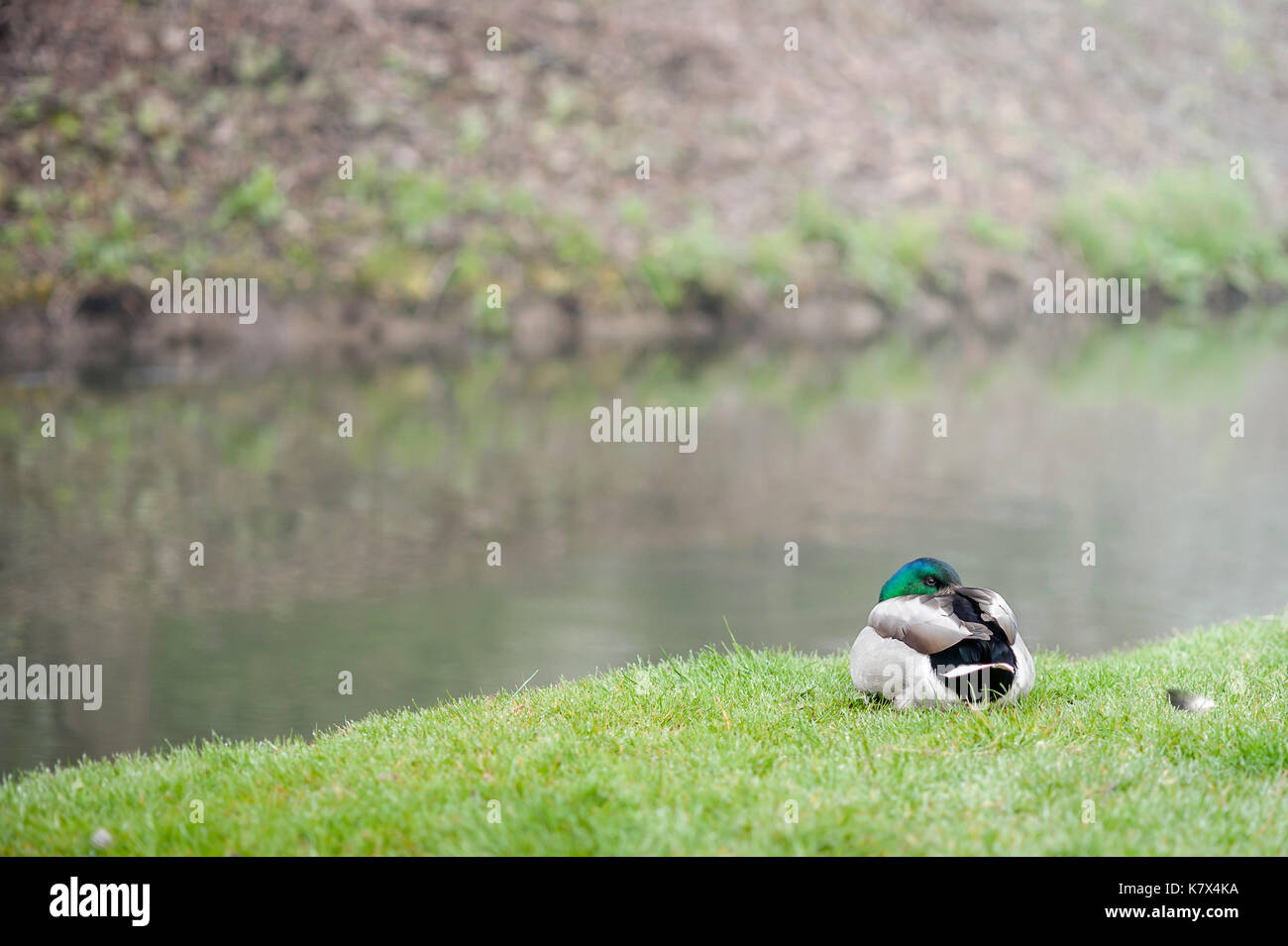 Mallard Duck sitting by stream, West Sussex, England Stock Photo