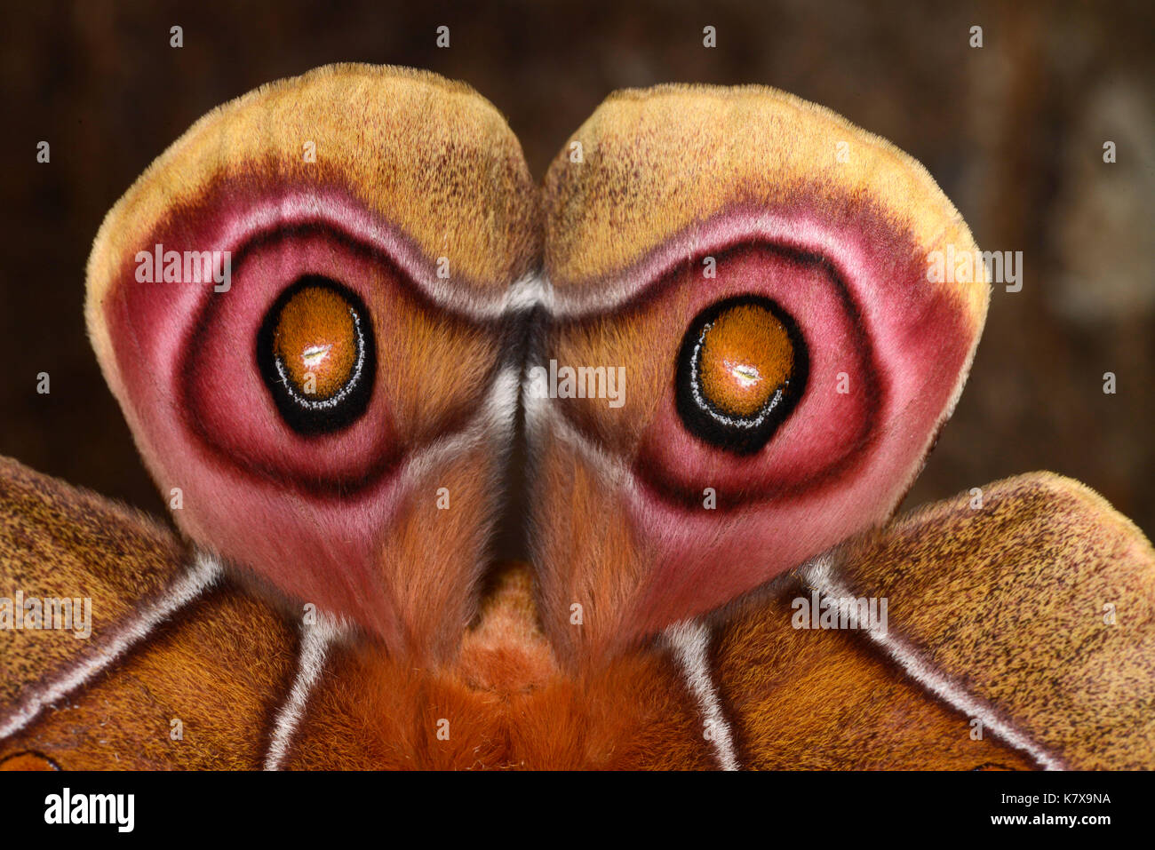 Suraka Silk Moth (Antherina suraka) close-up of rear wing eyespots, native to Madagascar, captive bred. Stock Photo