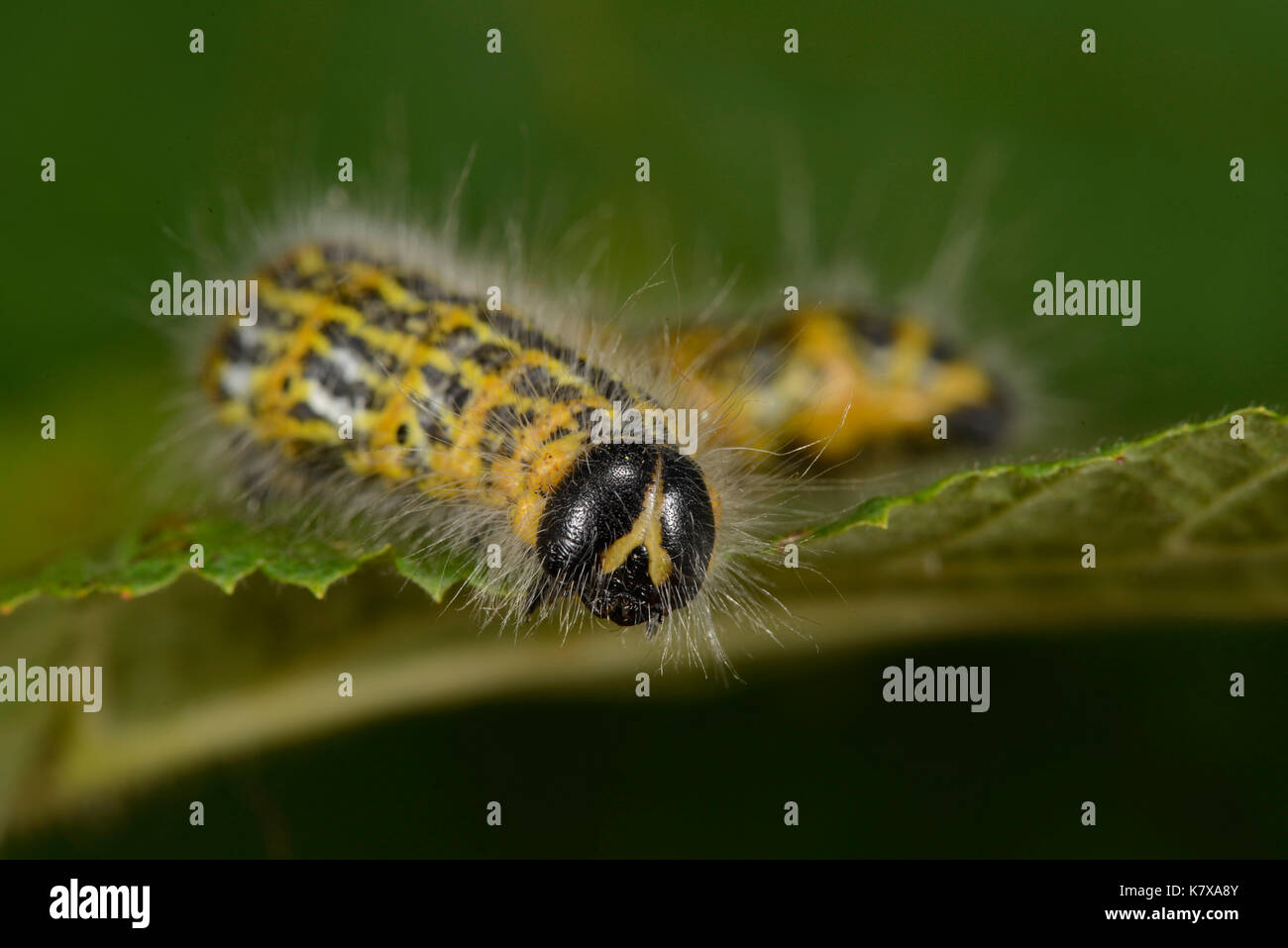 Buff-tip Moth (Phalera bucephala) final instar larva, Monmouth, Wales, July. Stock Photo