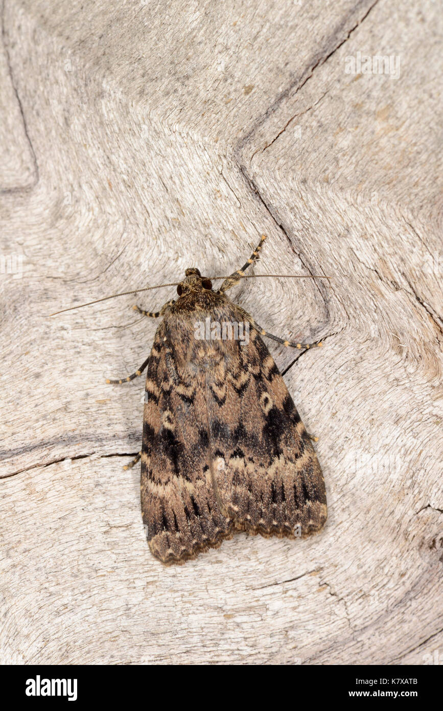 Copper Underwing Moth (Amphipyra pyramidea) adult at rest on wood, Monmouth, Wales, July Stock Photo