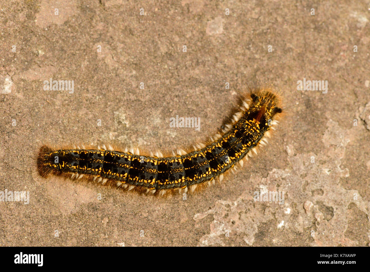 Drinker Moth (Euthrix potatoria) final instar larva, Monmouth, Wales, April Stock Photo