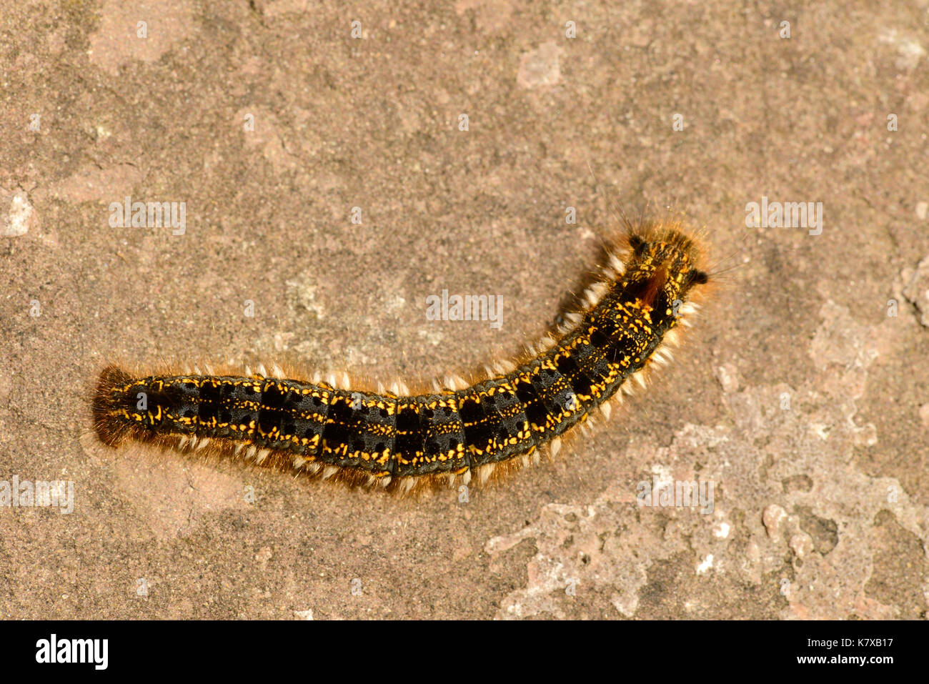 The Drinker Moth (Euthrix potatoria) final instar larva, viewed from above, Monmouth, Wales, June Stock Photo