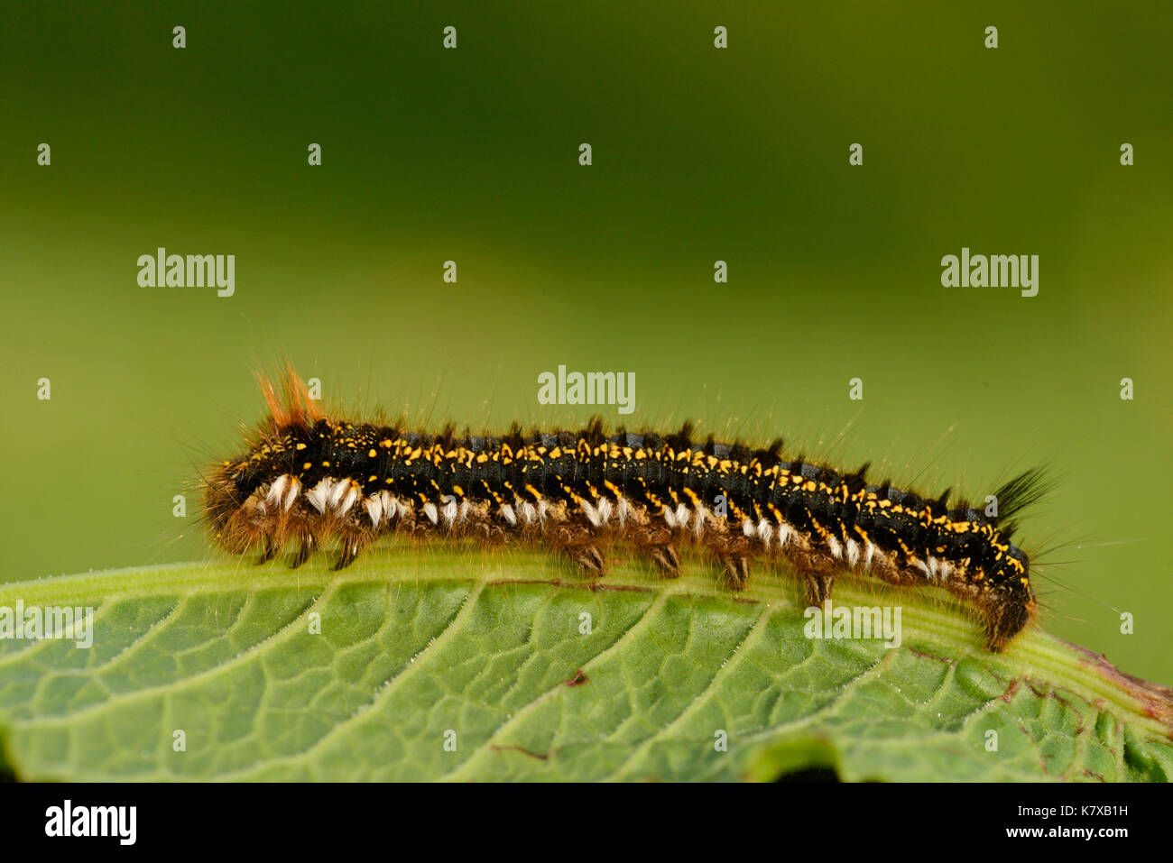 The Drinker Moth (Euthrix potatoria) final instar larva, at rest on leaf,  Monmouth, Wales, June Stock Photo