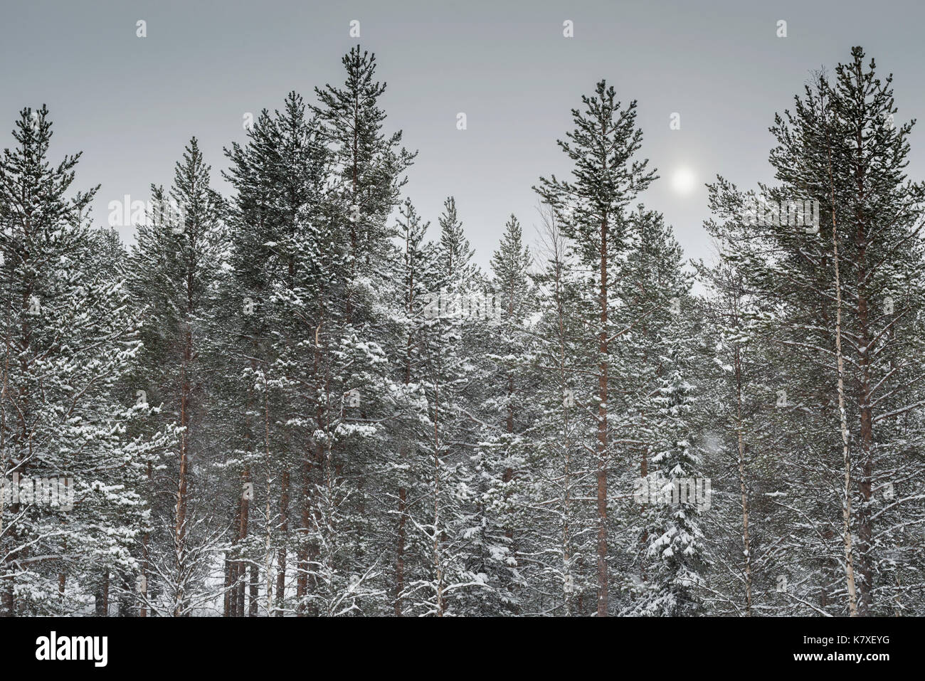 Silver skies and pine treetops, Lapland, Finland Stock Photo