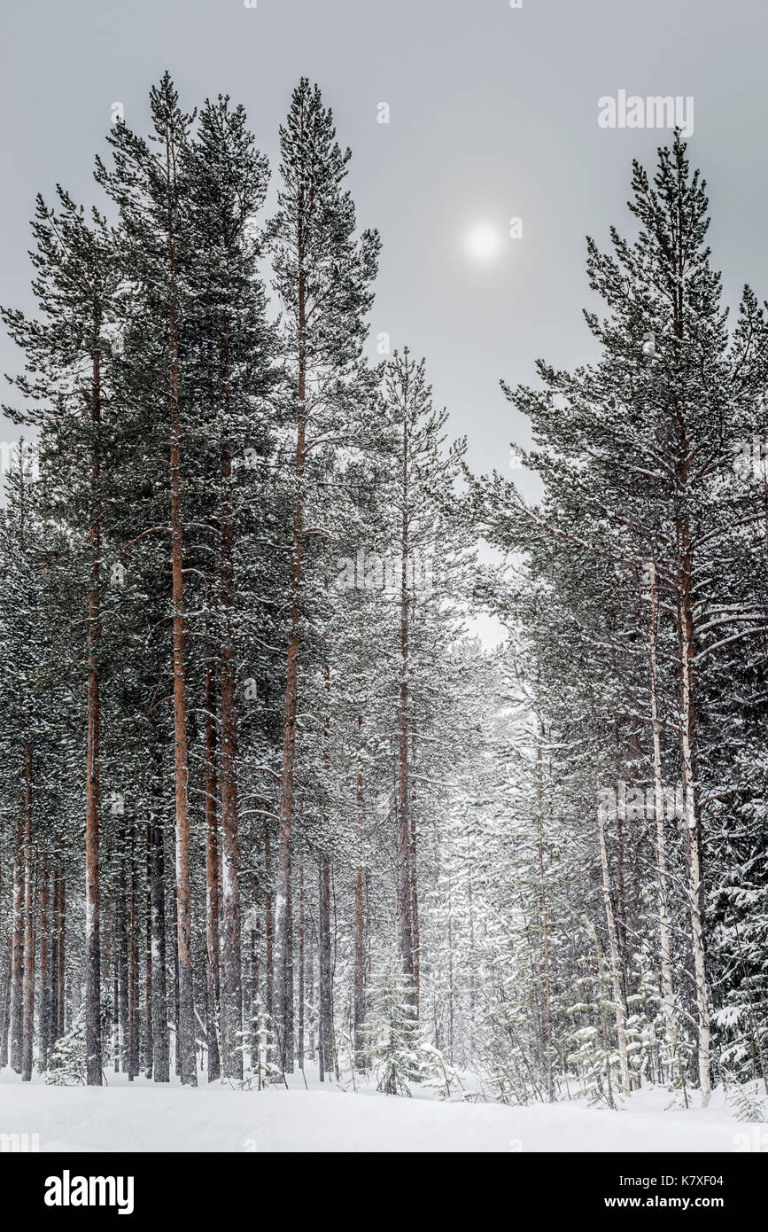 Silver skies and tall Winter Trees, Lapland, Finland Stock Photo