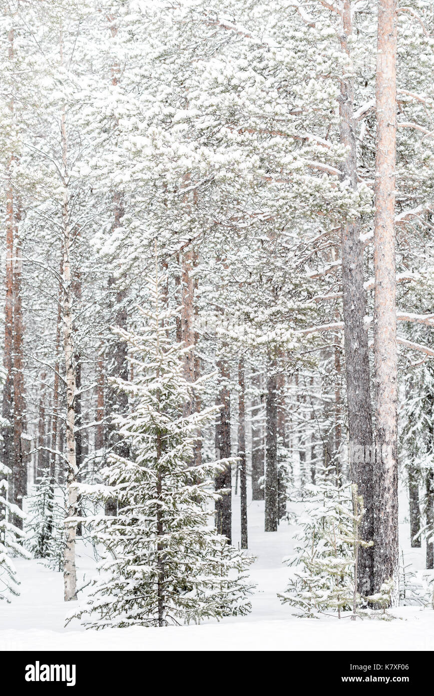 Snow covered Winter forest, Lapland, Finland Stock Photo
