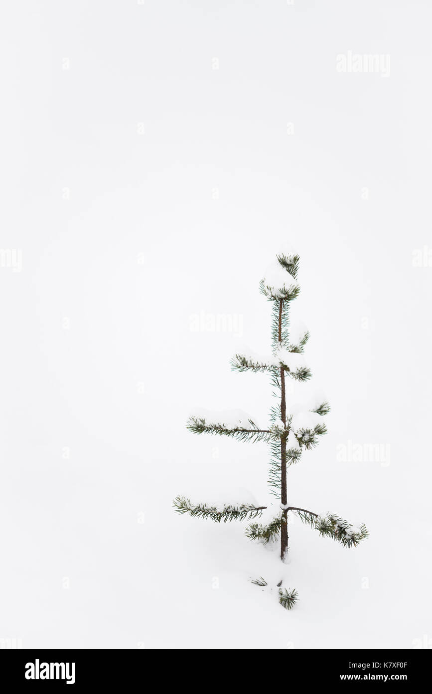 Young pine tree covered by snow, Lapland, Finland. Stock Photo