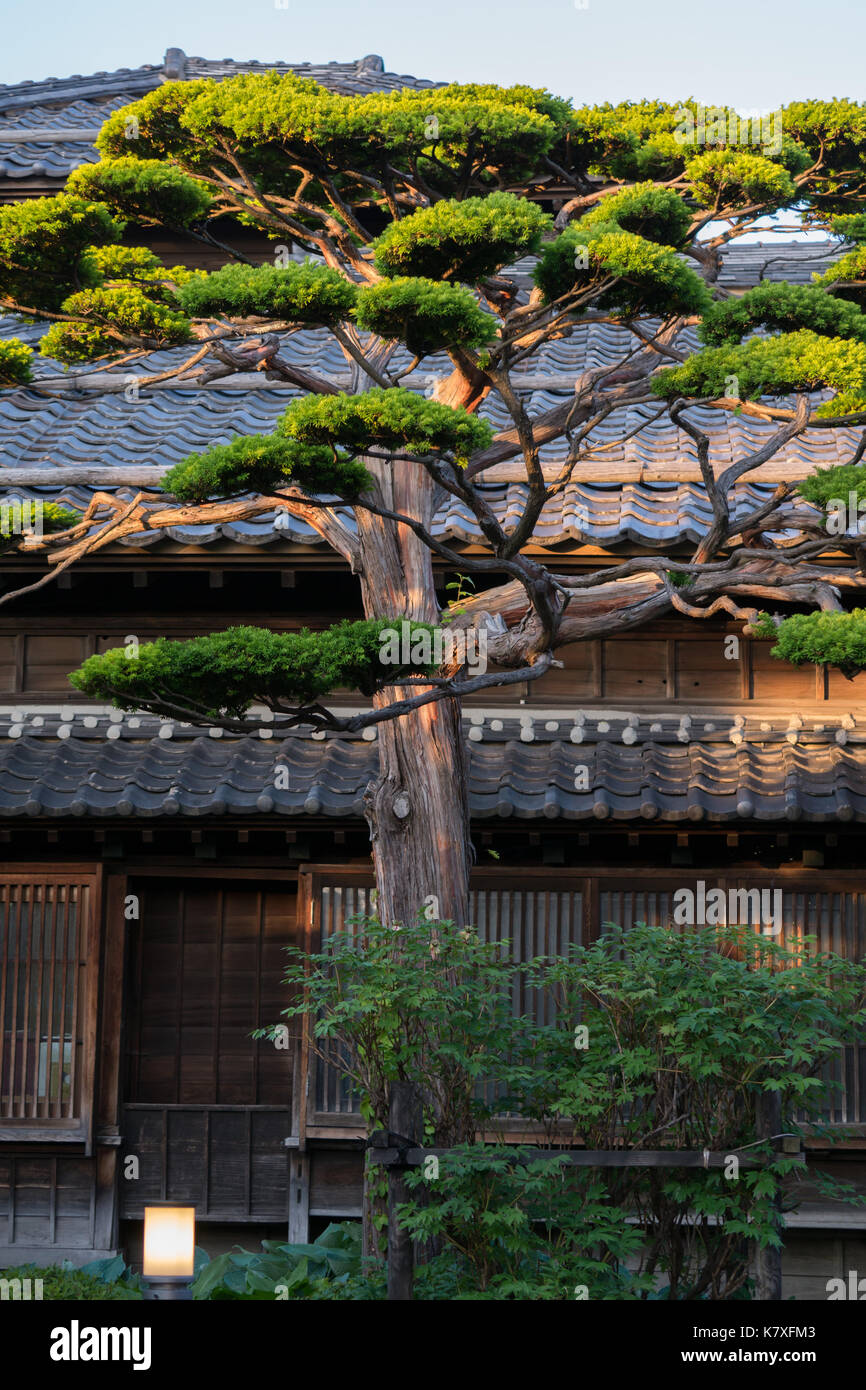 Very old wooden, Japanese home in Otaru, Japan.  Manicured evergreen trees in courtyard in warm glow of late afternoon light. Stock Photo