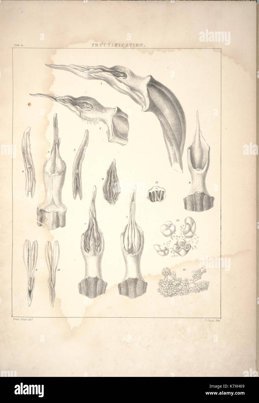 Illustrations of orchidaceous plants (Tab. 4) BHL36259097 Stock Photo