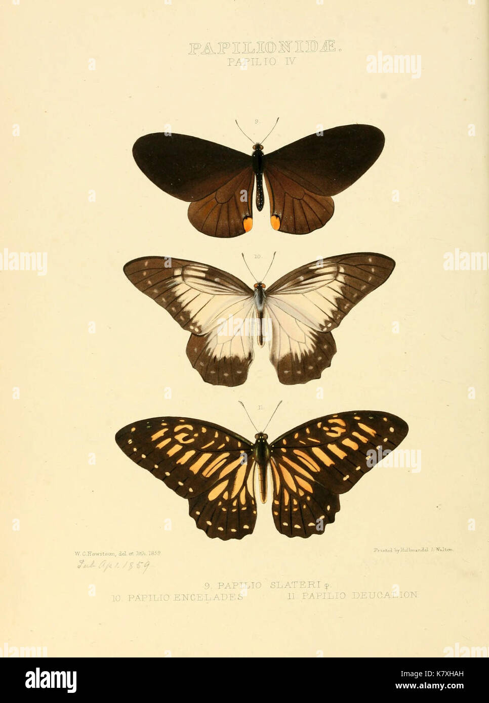 Illustrations of new species of exotic butterflies (Papilionidae Papili