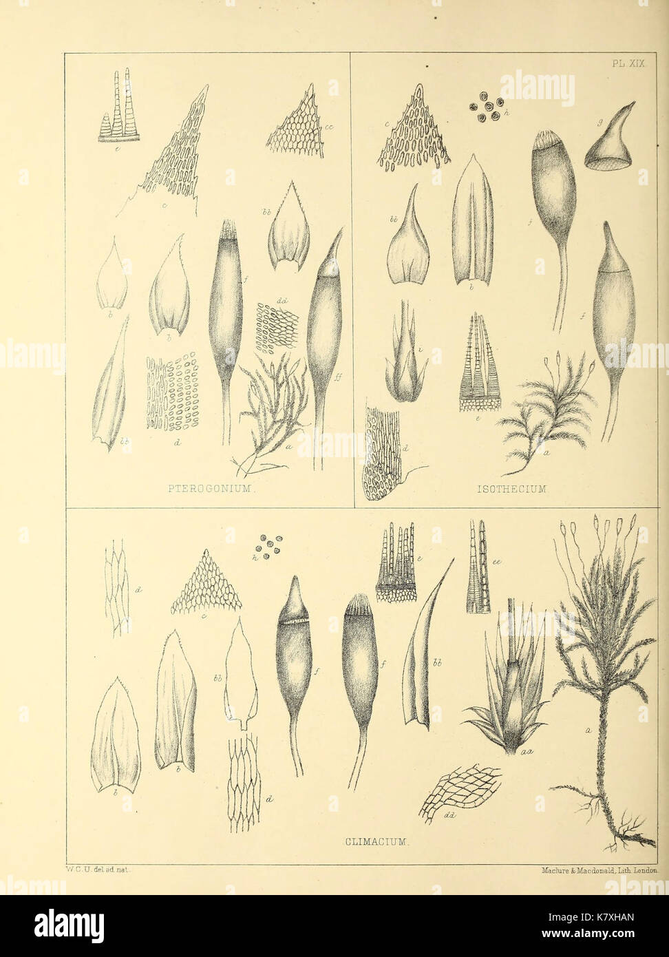 Illustrations and dissections of the genera of British mosses (PL. XIX) BHL46956864 Stock Photo