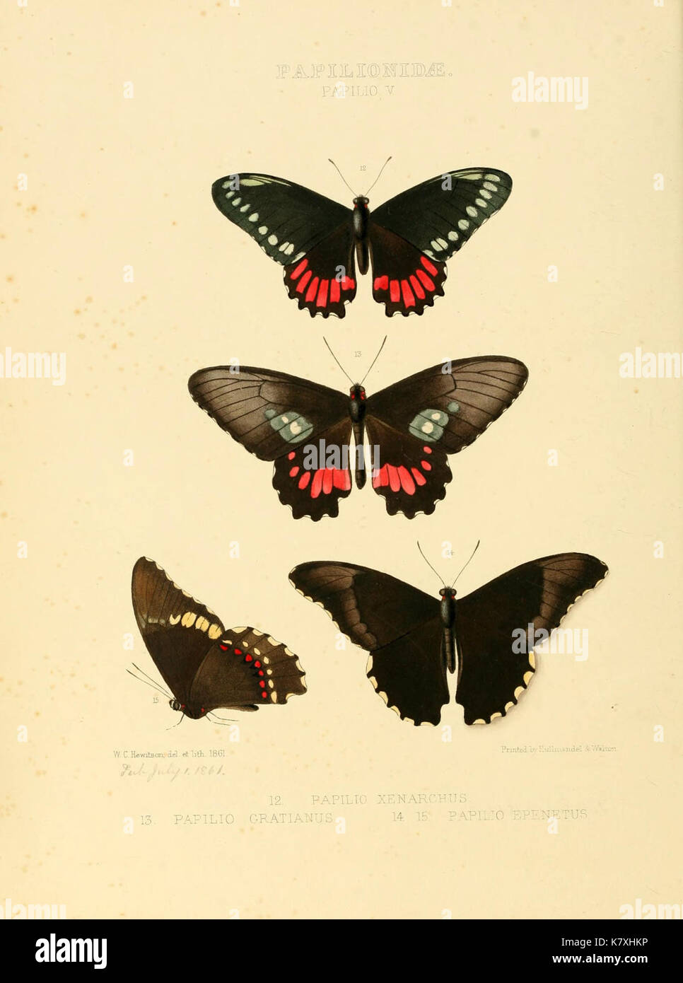 Illustrations of new species of exotic butterflies (Papilionidae  Papili V) BHL12839803 Stock Photo