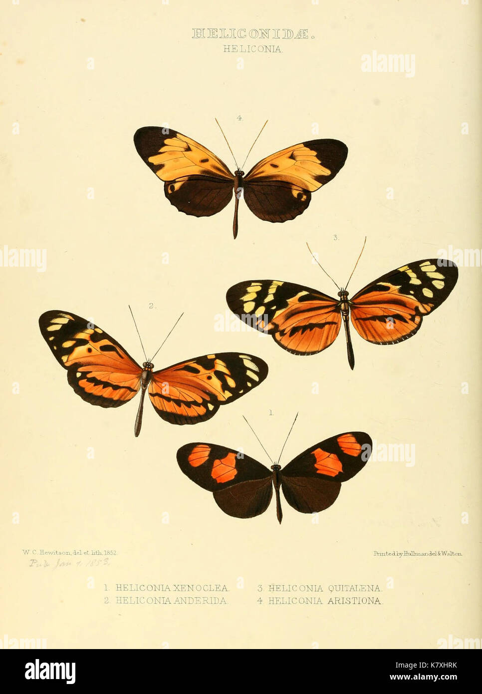 Illustrations of new species of exotic butterflies (Heliconidae  Helicon I) (6005597529) Stock Photo