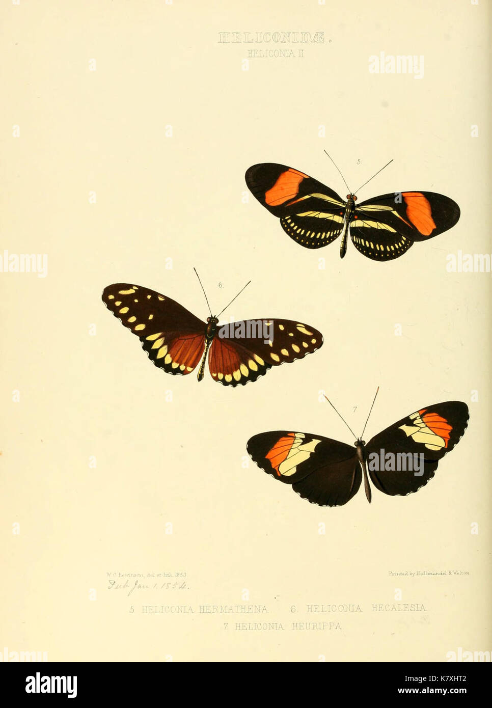 Illustrations of new species of exotic butterflies (Heliconidae  Helicon II) (6005597743) Stock Photo